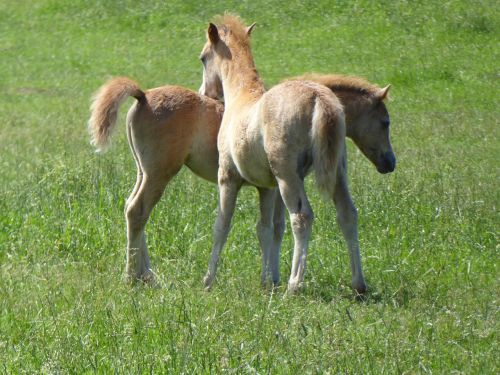 welsh ponies friends sweet