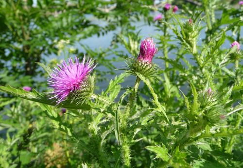 welted thistle plant flower