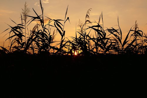 west  sun  common reed