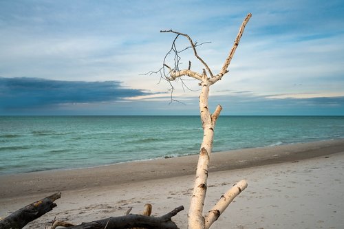 west beach  baltic sea  branch