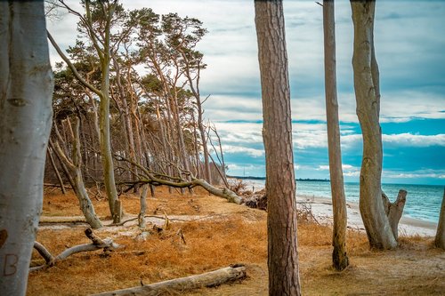 west beach  baltic sea  trees