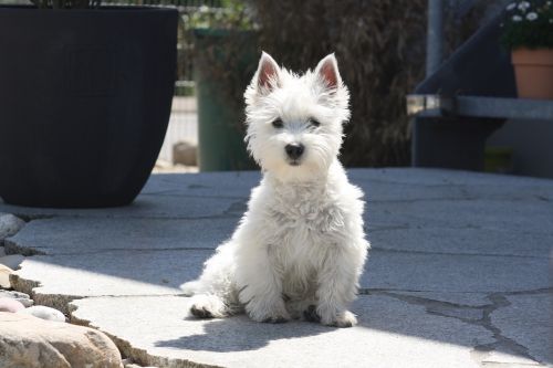west-highland-terrier puppy dog