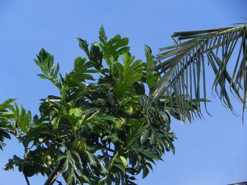west indies trees caribbean