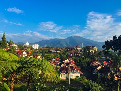 west java indonesia palm trees