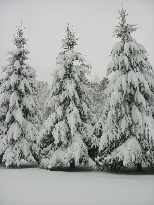 west virginia trees outdoors