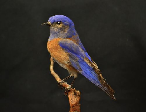 western bluebird blue