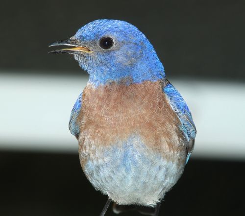 western bluebird bird standing