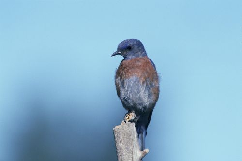 western bluebird perched bluebird