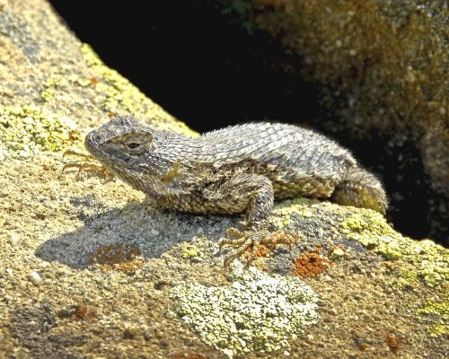 western fence lizard reptile rock