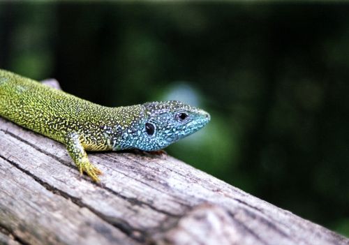 western green lizard lizard amphibian