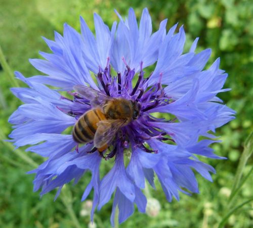 western honeybee flower cornflower