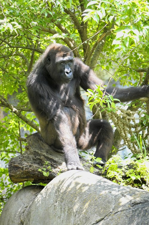 western lowland gorilla  ape  primate