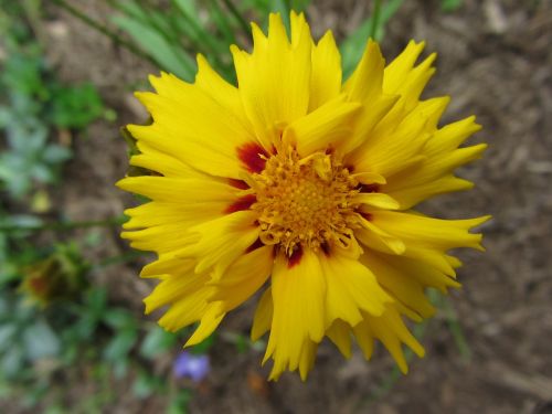 western nc flower yellow