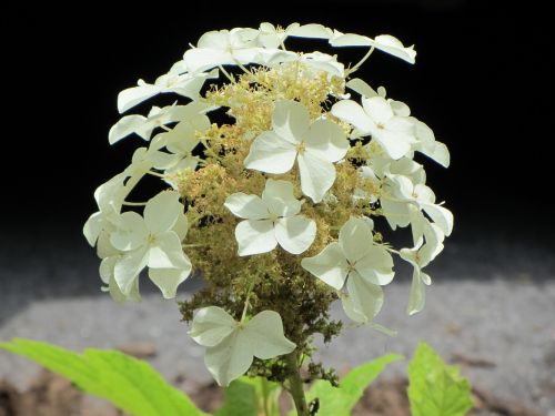 hydrangea white petals western nc