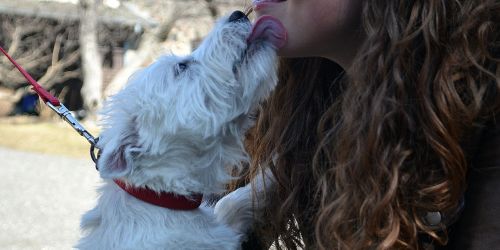 westie dog kisses