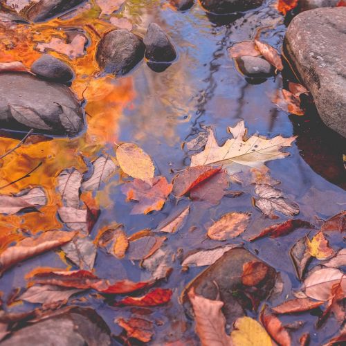 wet rocks river