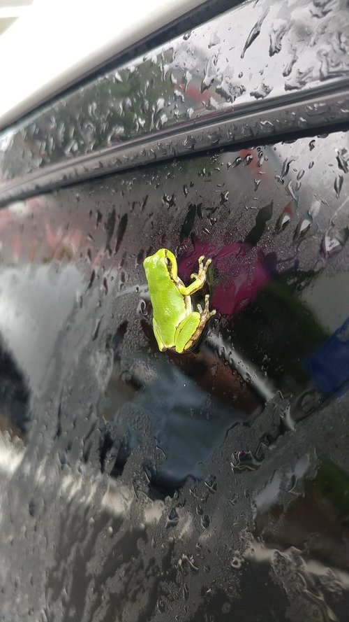 wet  frog  siting