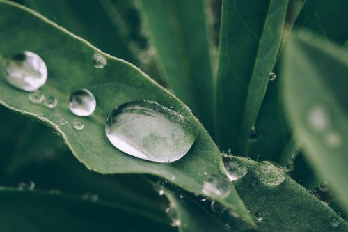 wet plant droplets