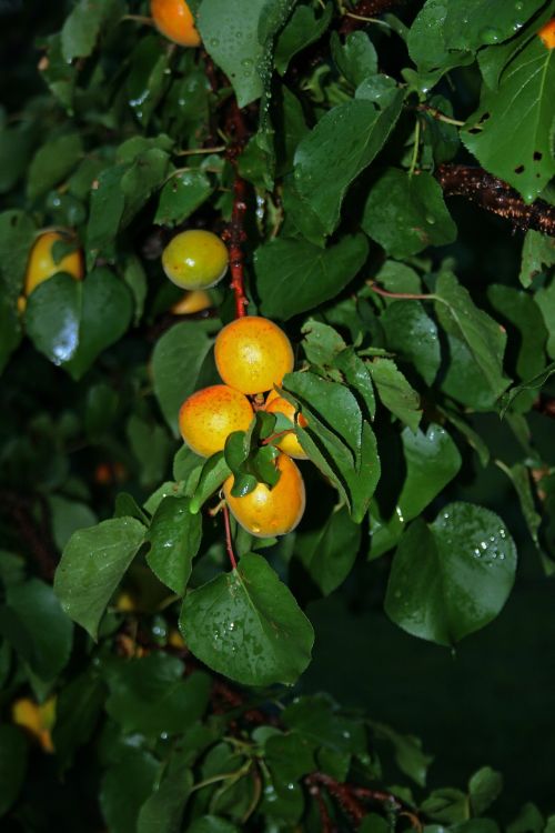 Wet Apricot Tree