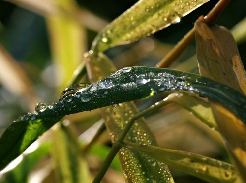 wet grass rosa water