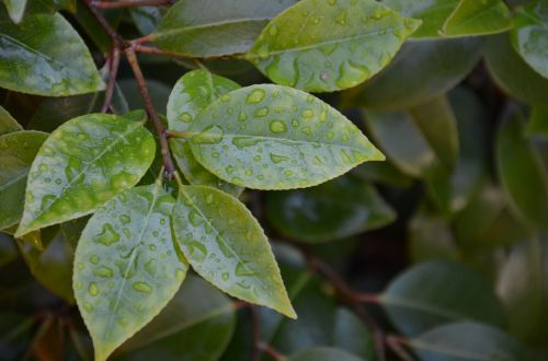 wet leaves nature raindrop