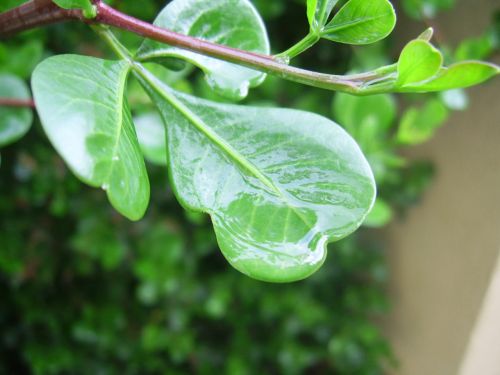 Wet Leaves