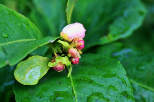 Wet Lemon Tree Leaves And Blossom