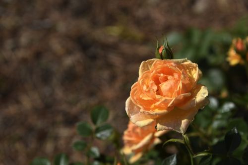 Wet Orange Rose