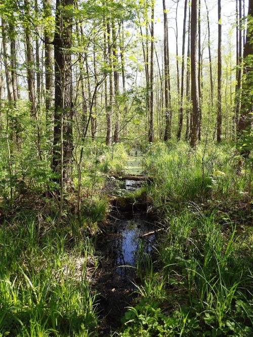 wetland nature forest