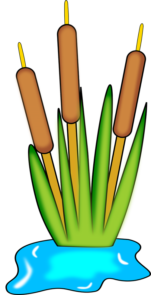 wetland  biology  ecology