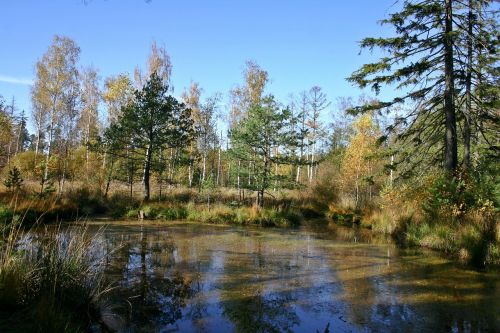 wetland lake pond