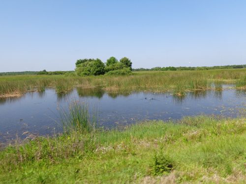 wetland nature landscape
