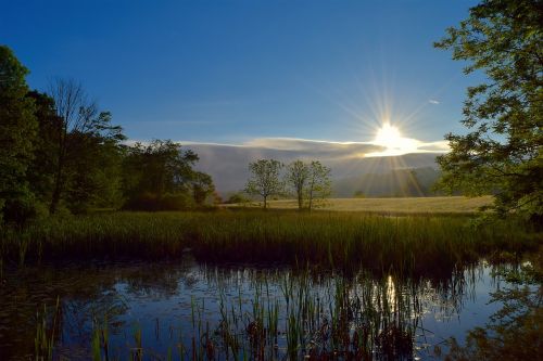 wetlands nature trees