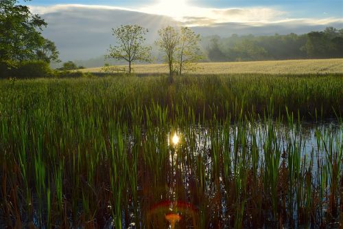 wetlands sunrise nature