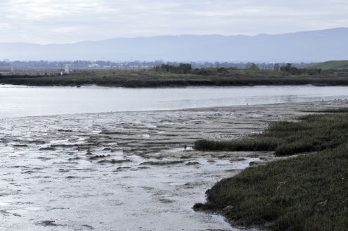 Wetlands Landscape