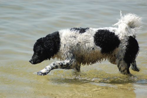 wetterhoun dog water