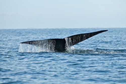 whale wildlife sea