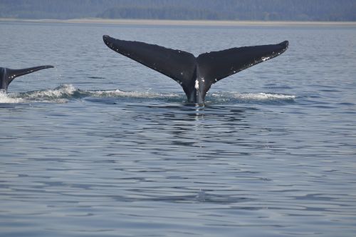 whale tail wildlife