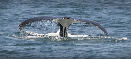 whale tail sea