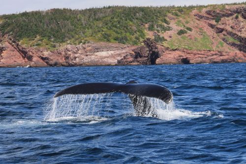 whale humpback mammal