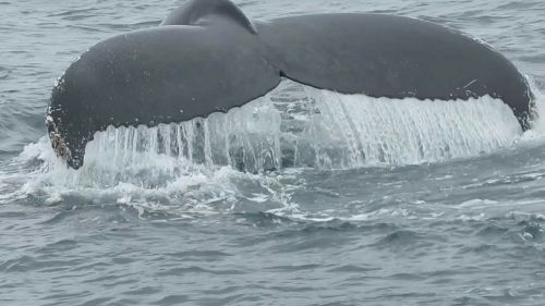 whale tail marine