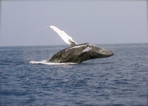 whale breaching ocean