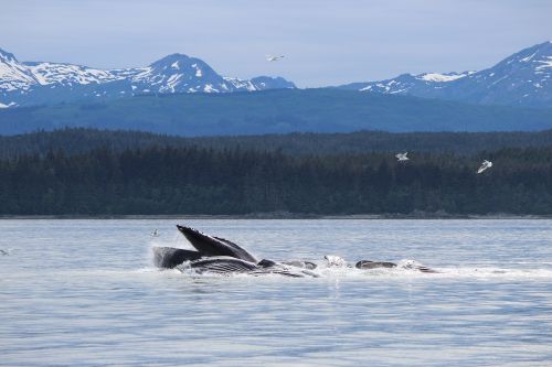 whale alaska water