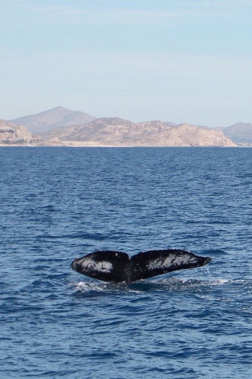 whale sea beach