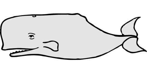 whale gray mammal