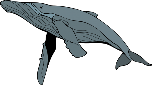whale gray mam