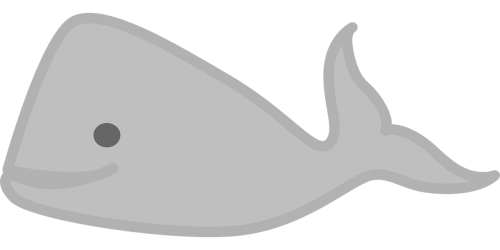 whale sea animal