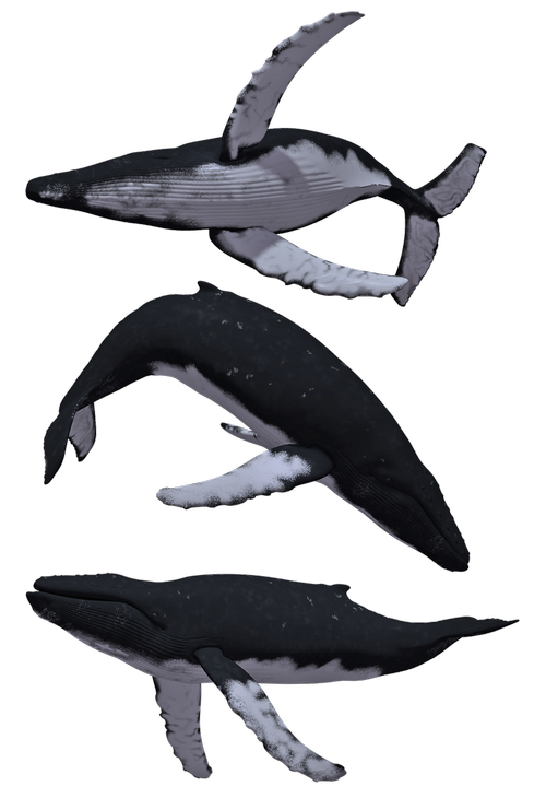 whale  whales  humpback