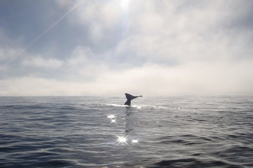whale  fluke  ocean