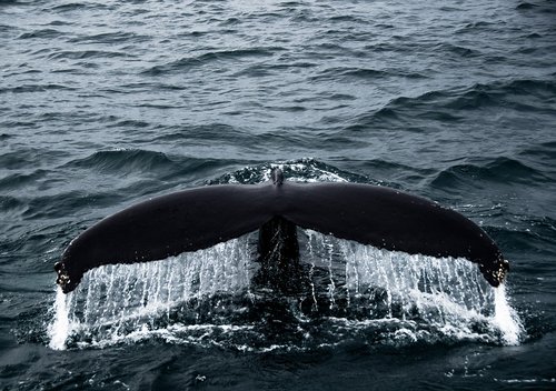 whale  tail  ocean